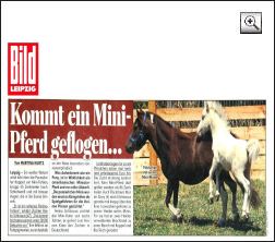 Pressebericht Bildzeitung Leipzig zu unseren Minipferden