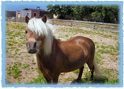 Pony Minipferd Wallach
